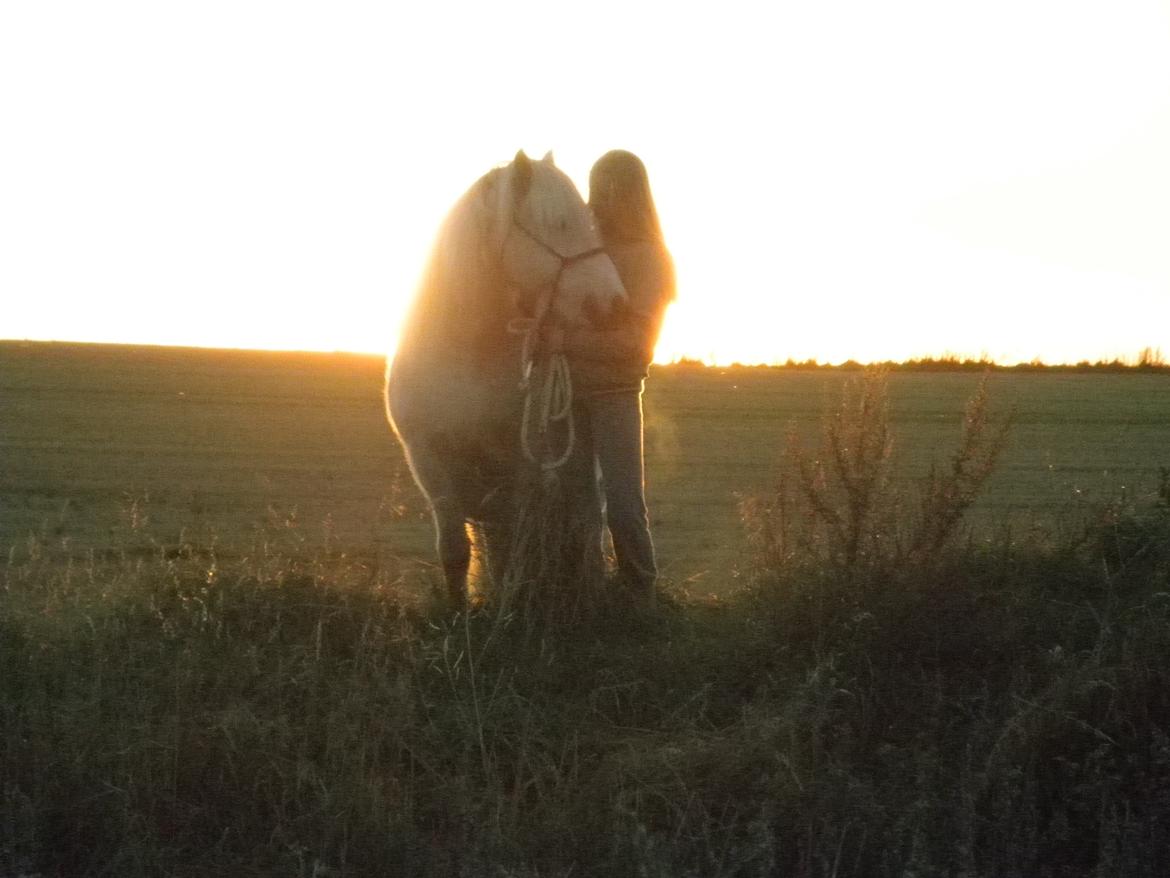 Islænder Valtýr fra Valhal - Nyt! Foto: Lillesøster Isabel billede 1