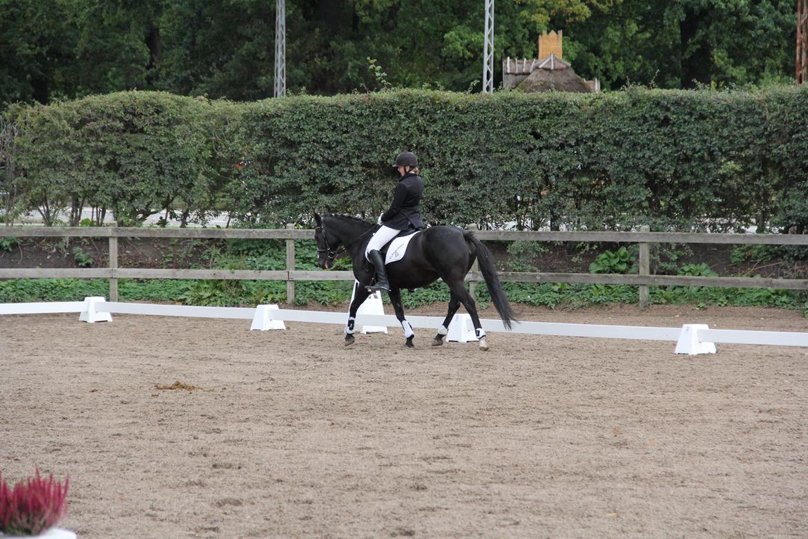 DSP Toftekildes Nelly billede 17