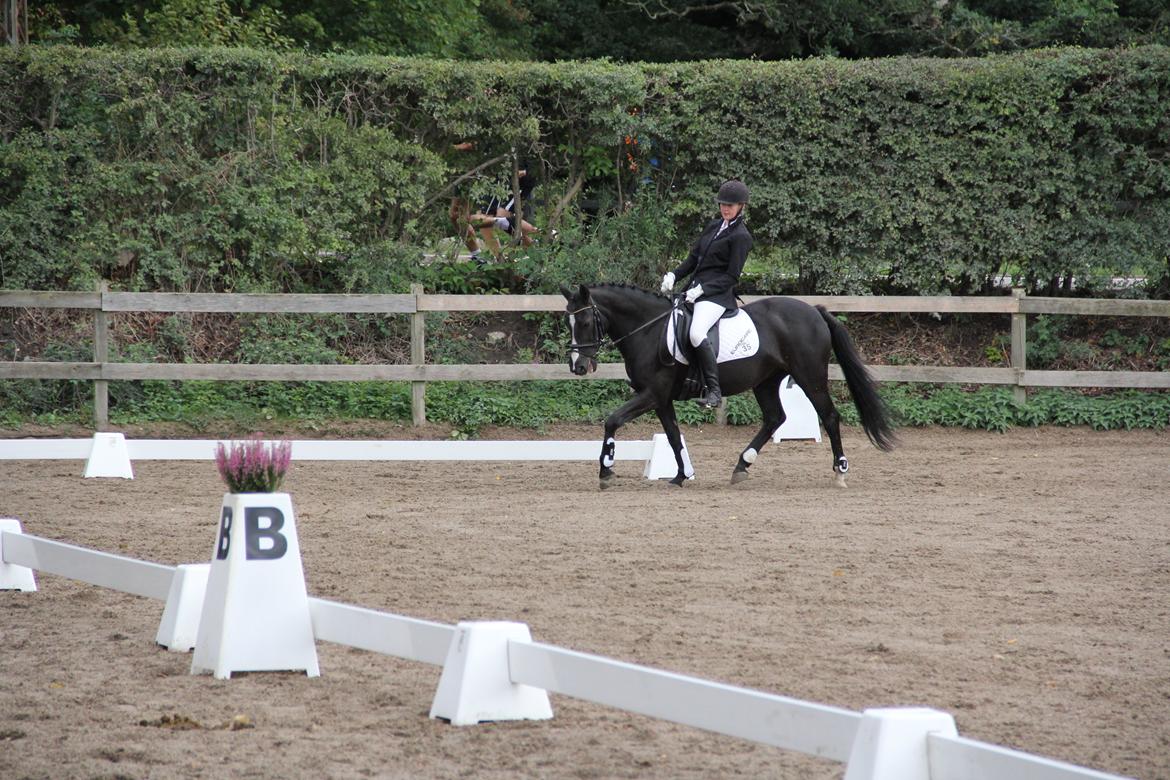 DSP Toftekildes Nelly billede 18