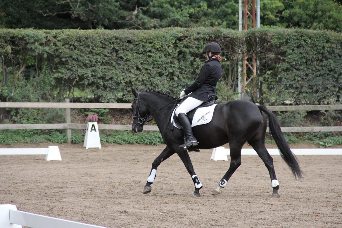 DSP Toftekildes Nelly billede 19