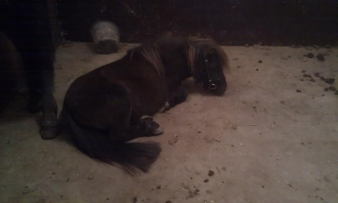 Anden særlig race Trøffel - Trøffel med bid for første gang :) billede 14