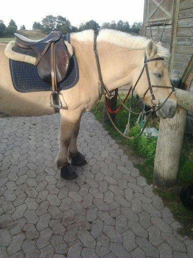 Fjordhest Jarl.<3 [Tidl. Helpart] - Klar til ridning.<3 billede 15