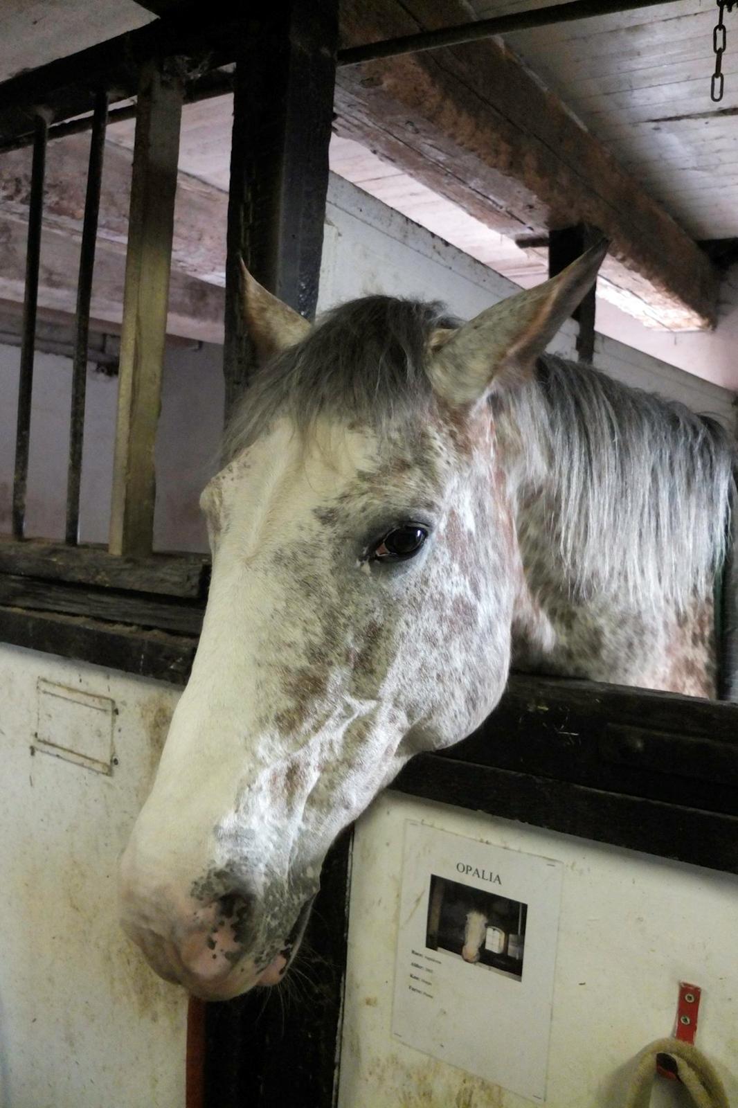 Appaloosa Opalia<3 *Savnet og elsket* billede 12