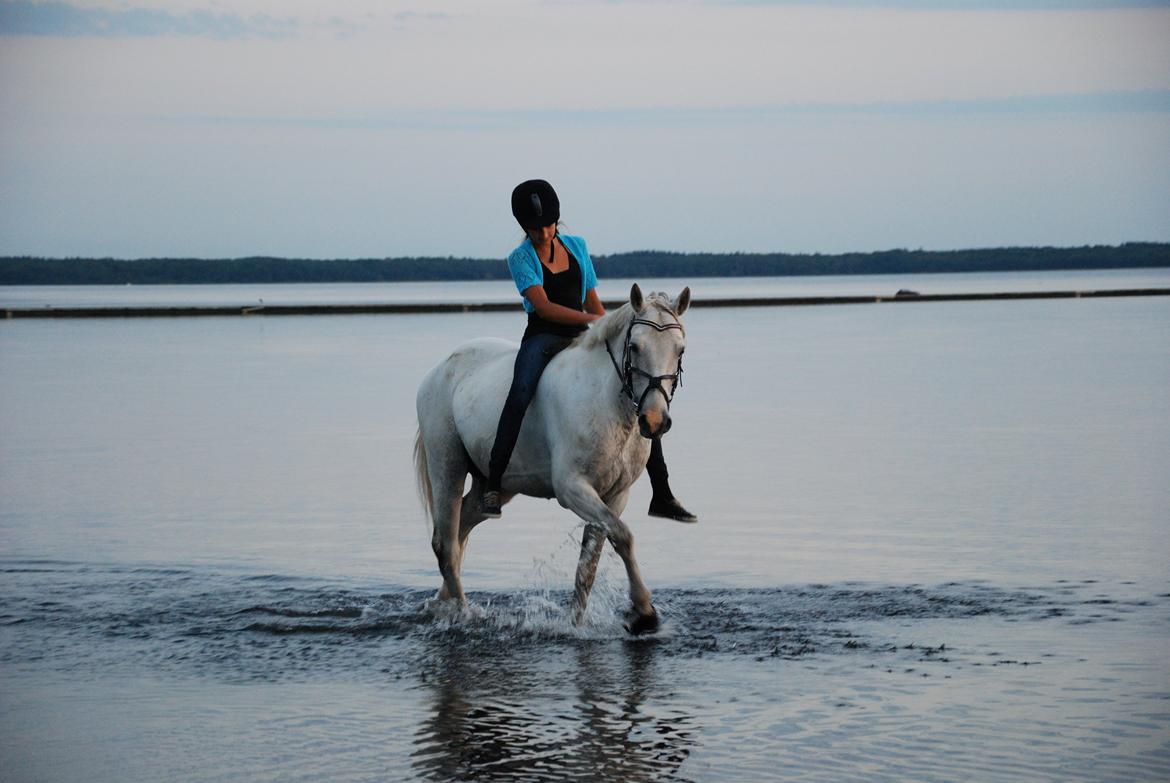 Irsk Sportspony Rahscanlon Lad  - White beauty - - Ved vandet ;) billede 18