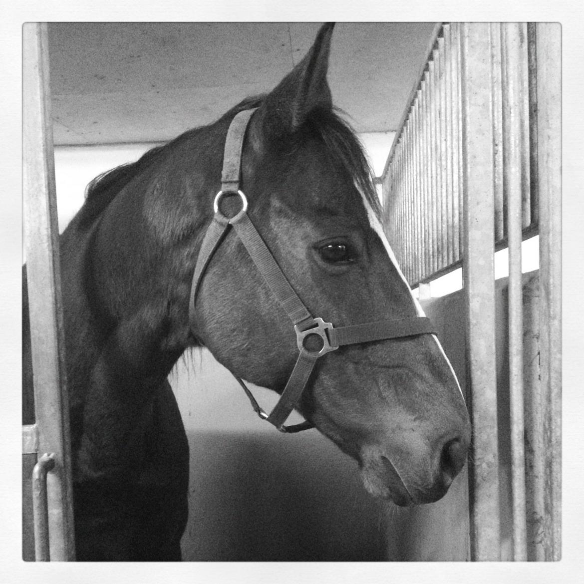 Fuldblod (XX) Flyin Dane (Fabian) billede 5