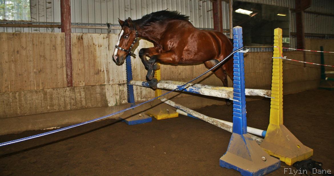 Fuldblod (XX) Flyin Dane (Fabian) billede 6