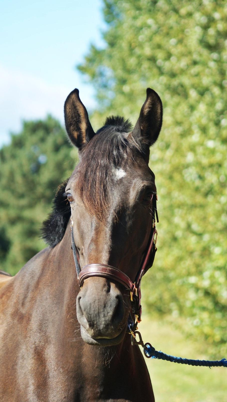 Dansk Varmblod °Cheila Skovly° - Smukke hest :-* billede 16