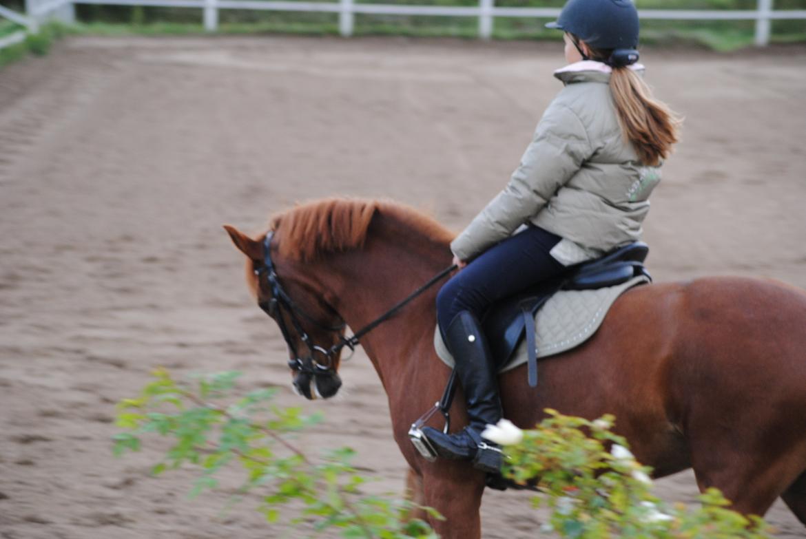 New Forest Athene Hippios - Dressur <3 billede 17