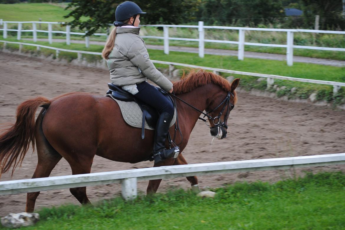 New Forest Athene Hippios - Dressur <3 billede 7