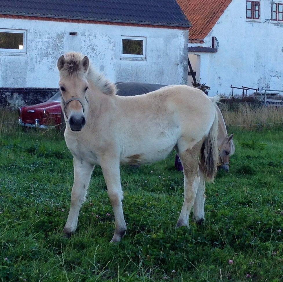Fjordhest Oblings diva billede 8