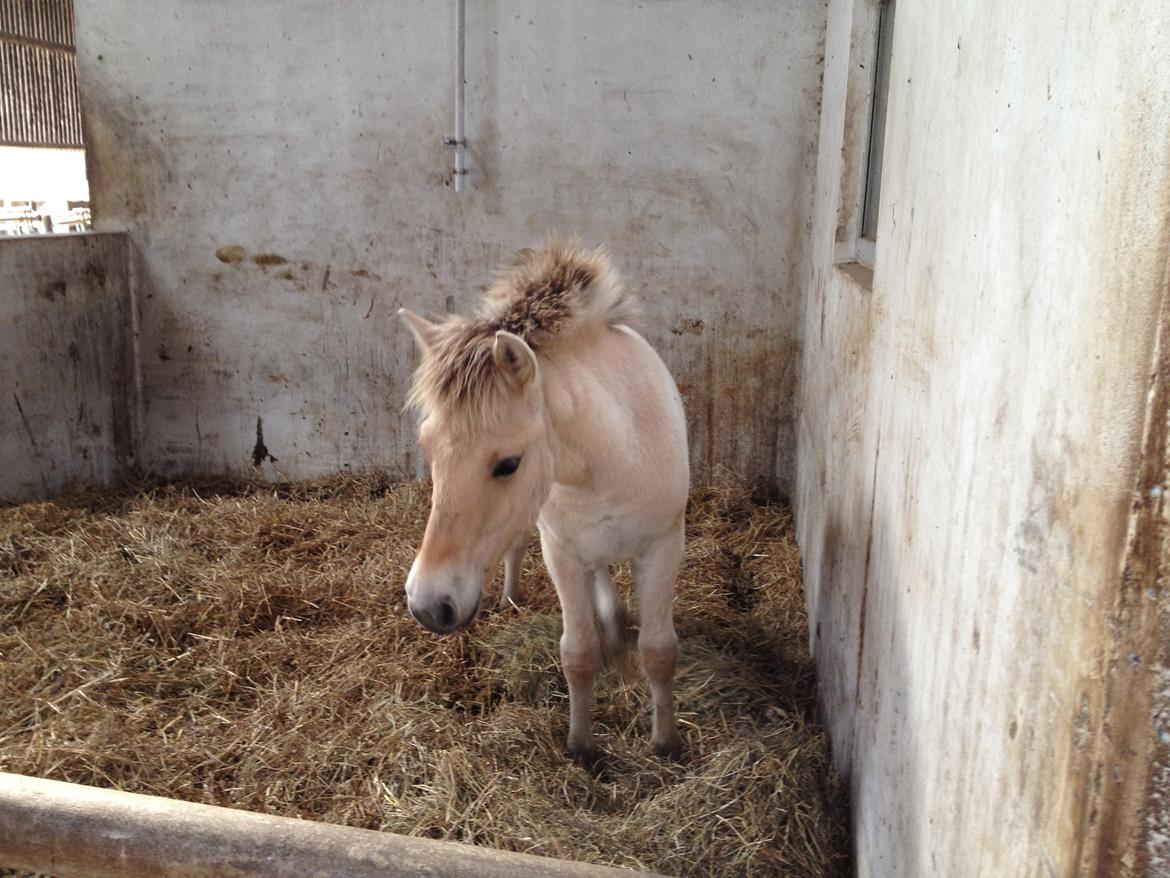 Fjordhest Oblings diva billede 10