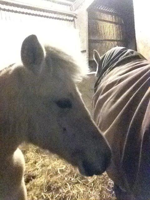 Fjordhest Oblings diva billede 11