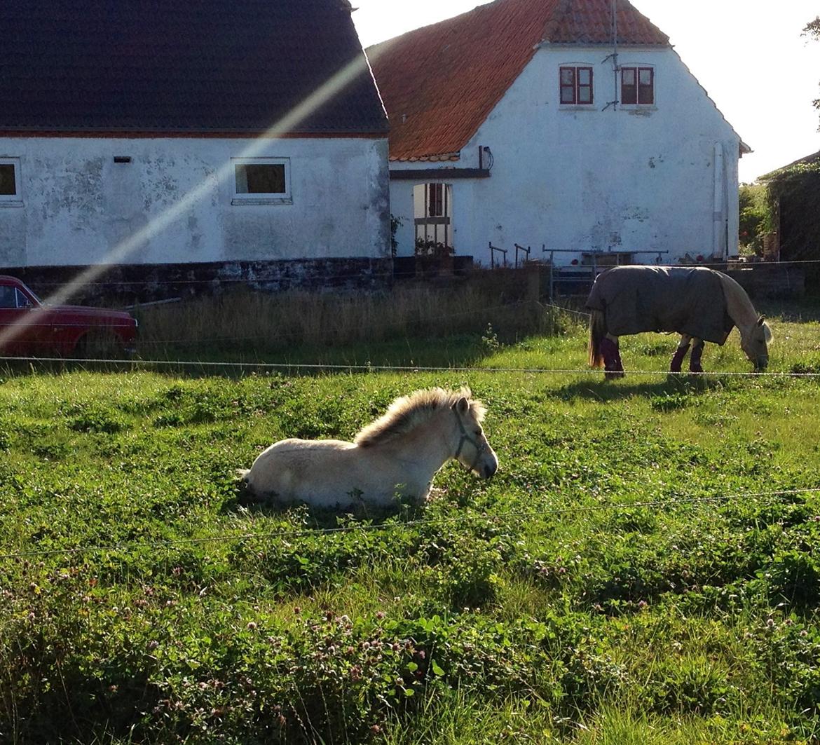 Fjordhest Oblings diva billede 12