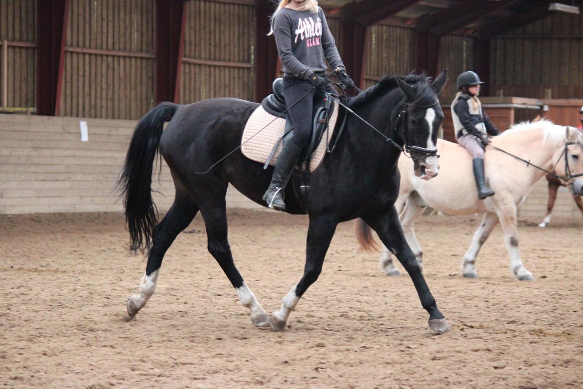 Dansk Varmblod Melissa - Beautiful<3  billede 3