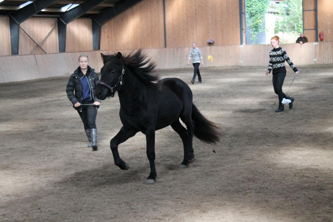 Islænder Ávaldi fra Ny Amtoftgaard billede 13
