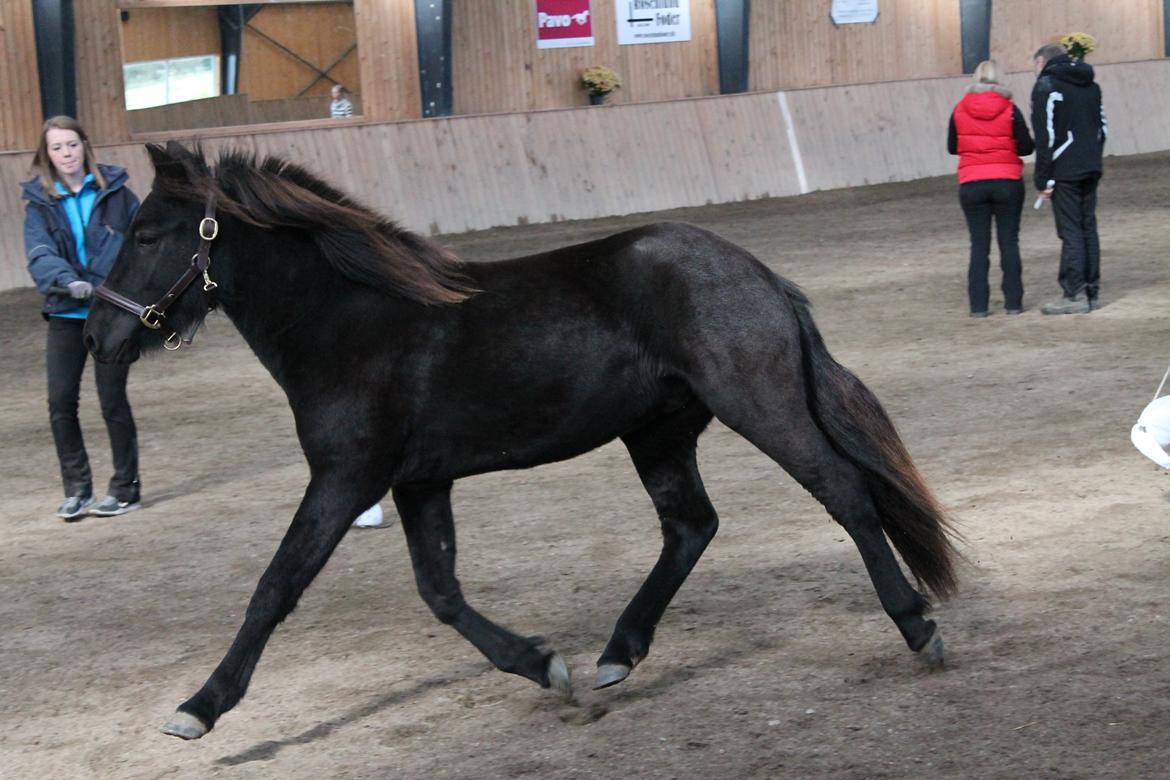 Islænder Ávaldi fra Ny Amtoftgaard billede 5