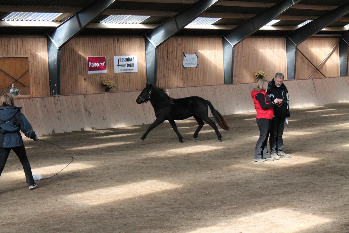 Islænder Ávaldi fra Ny Amtoftgaard billede 14