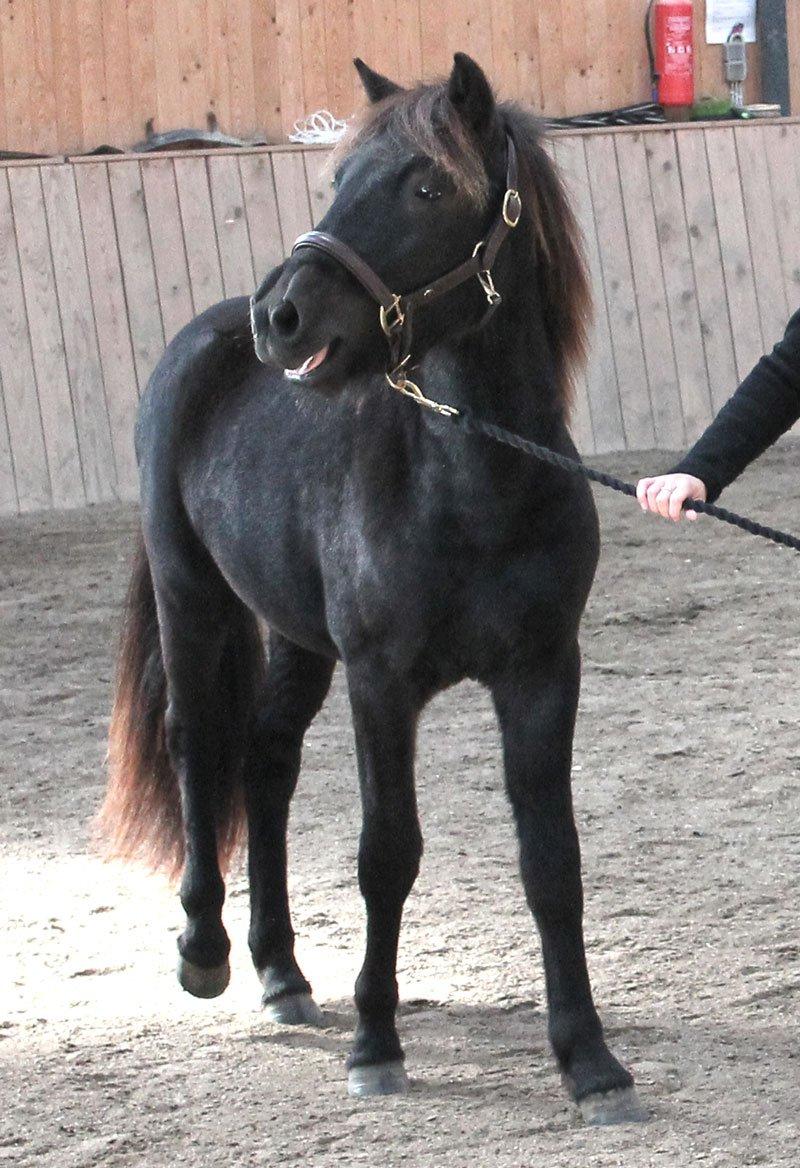 Islænder Ávaldi fra Ny Amtoftgaard billede 4
