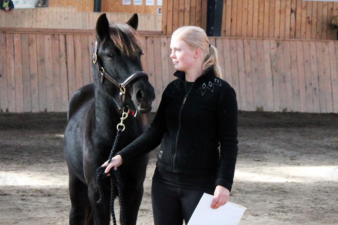 Islænder Ávaldi fra Ny Amtoftgaard billede 7