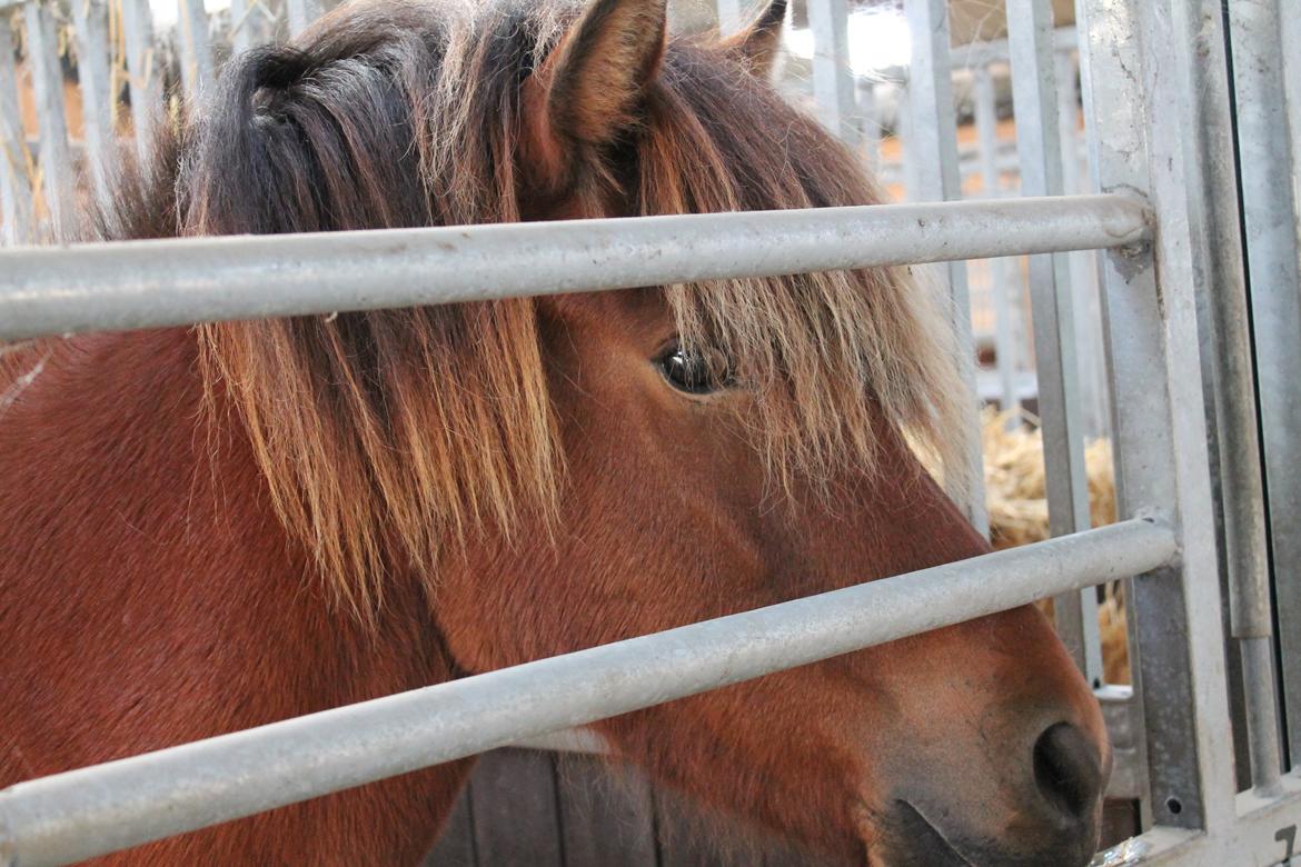 Islænder Loki fra Gjesbækgård billede 15