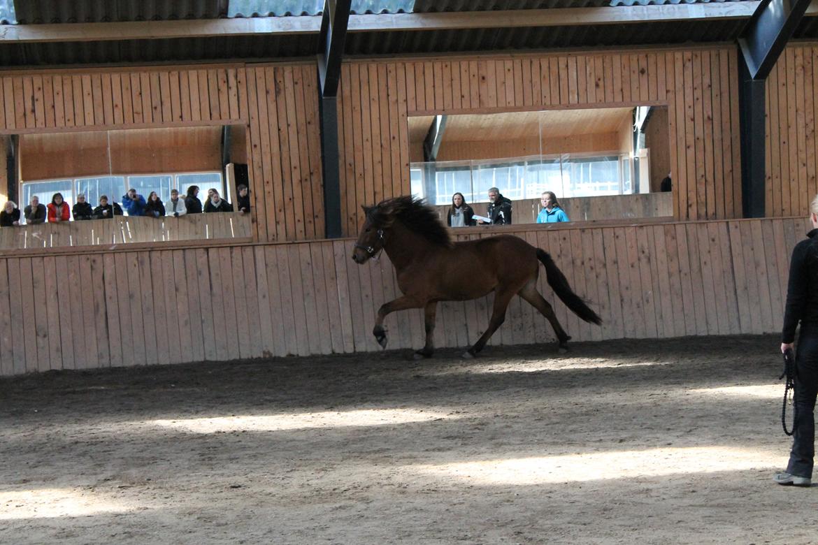 Islænder Loki fra Gjesbækgård billede 16