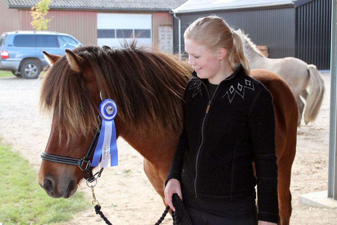 Islænder Loki fra Gjesbækgård billede 1