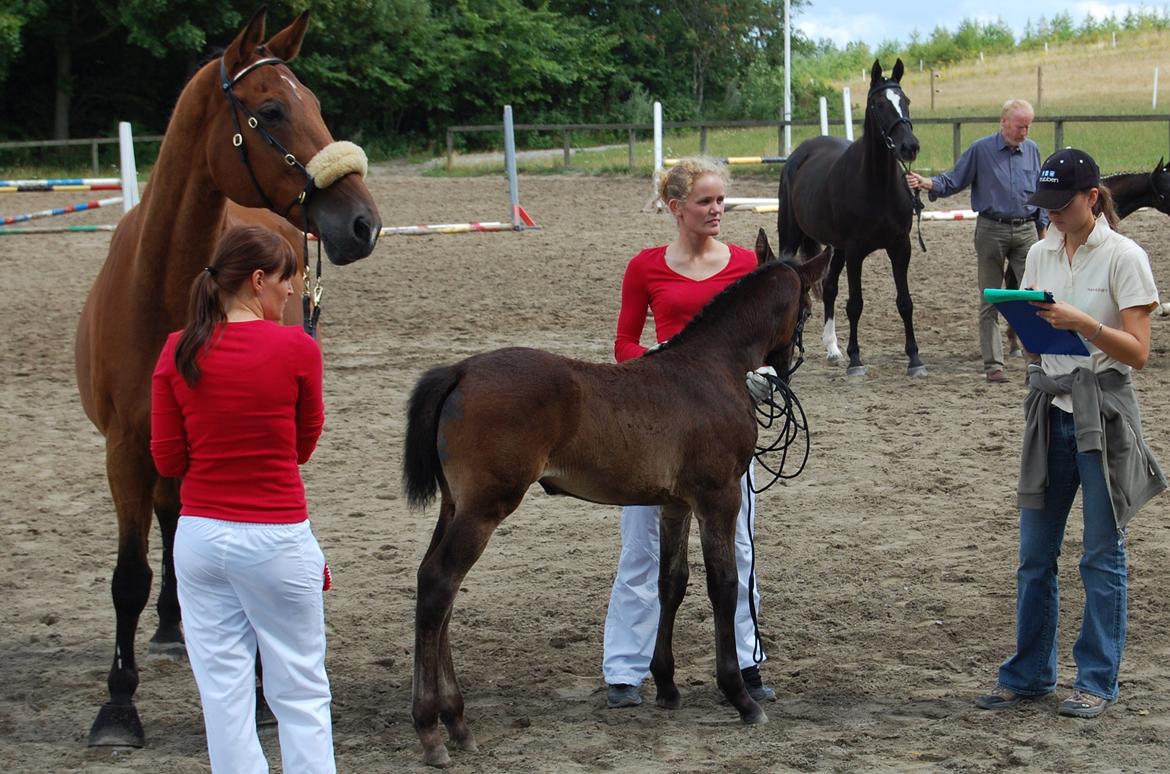 Dansk Varmblod Charismatic Rebell billede 2