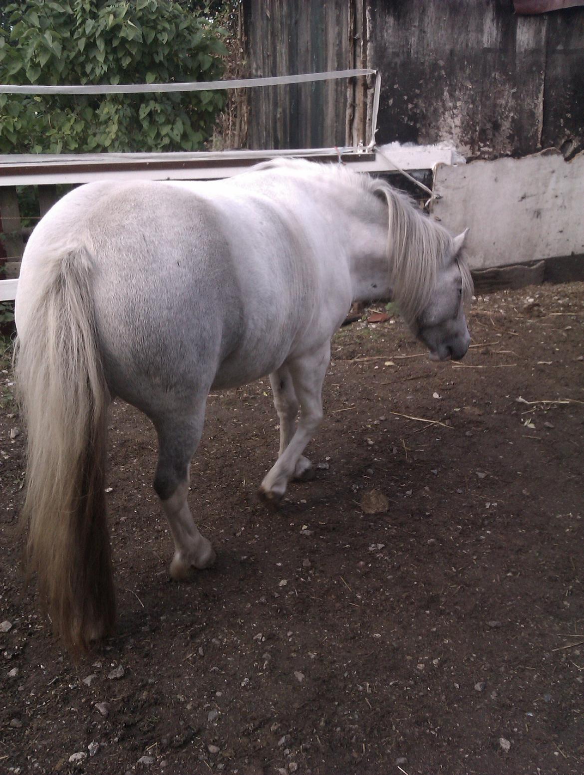 Anden særlig race Hvad med Grisling (Tidl. Passer :'( ) billede 1