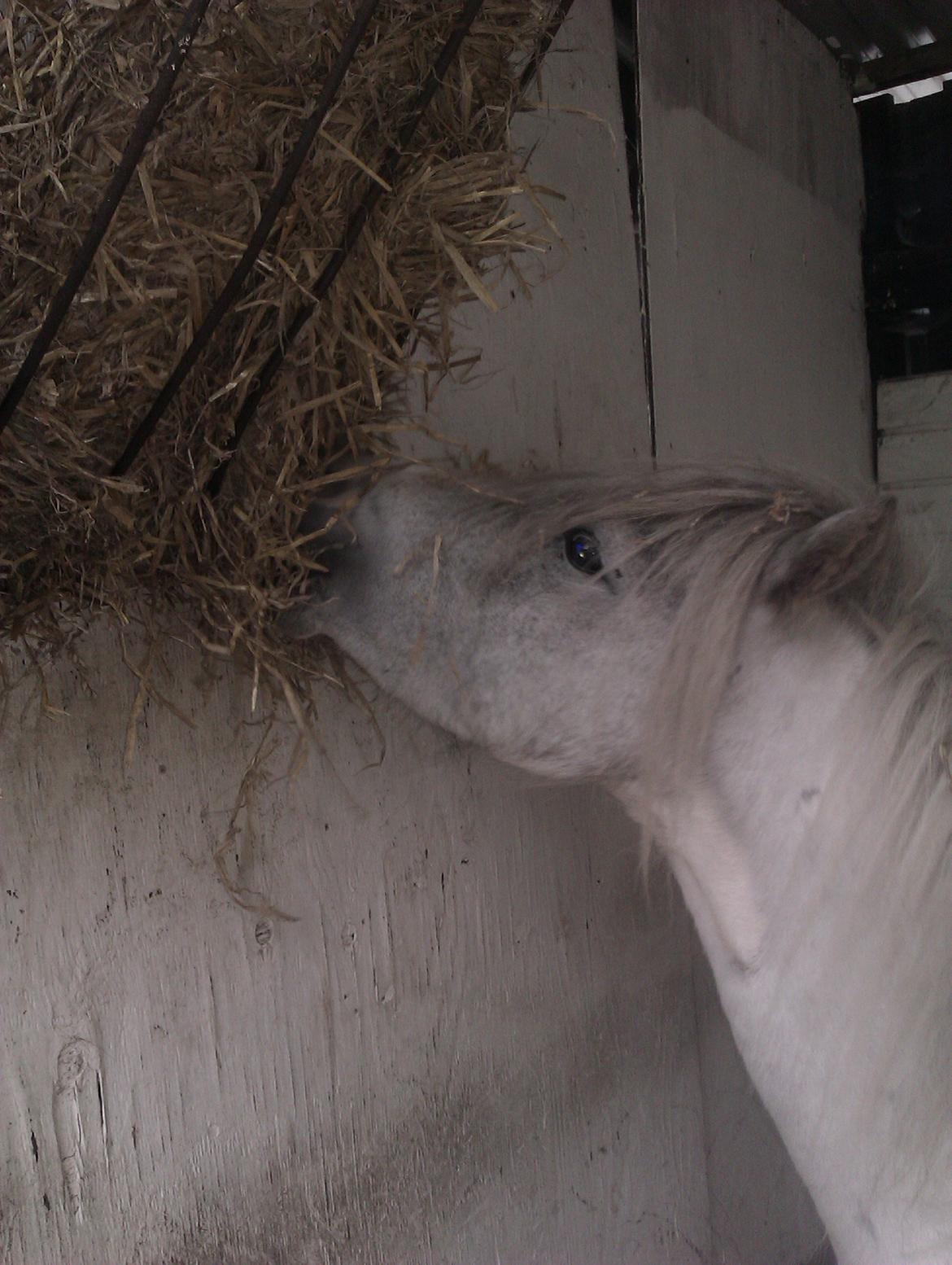 Anden særlig race Hvad med Grisling (Tidl. Passer :'( ) - Min Grisling elsker mad ;D billede 2