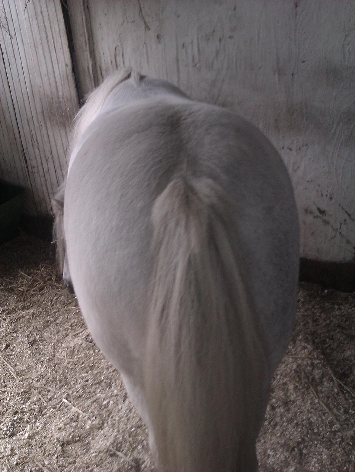 Anden særlig race Hvad med Grisling (Tidl. Passer :'( ) - Grisens store Numse ;D billede 3