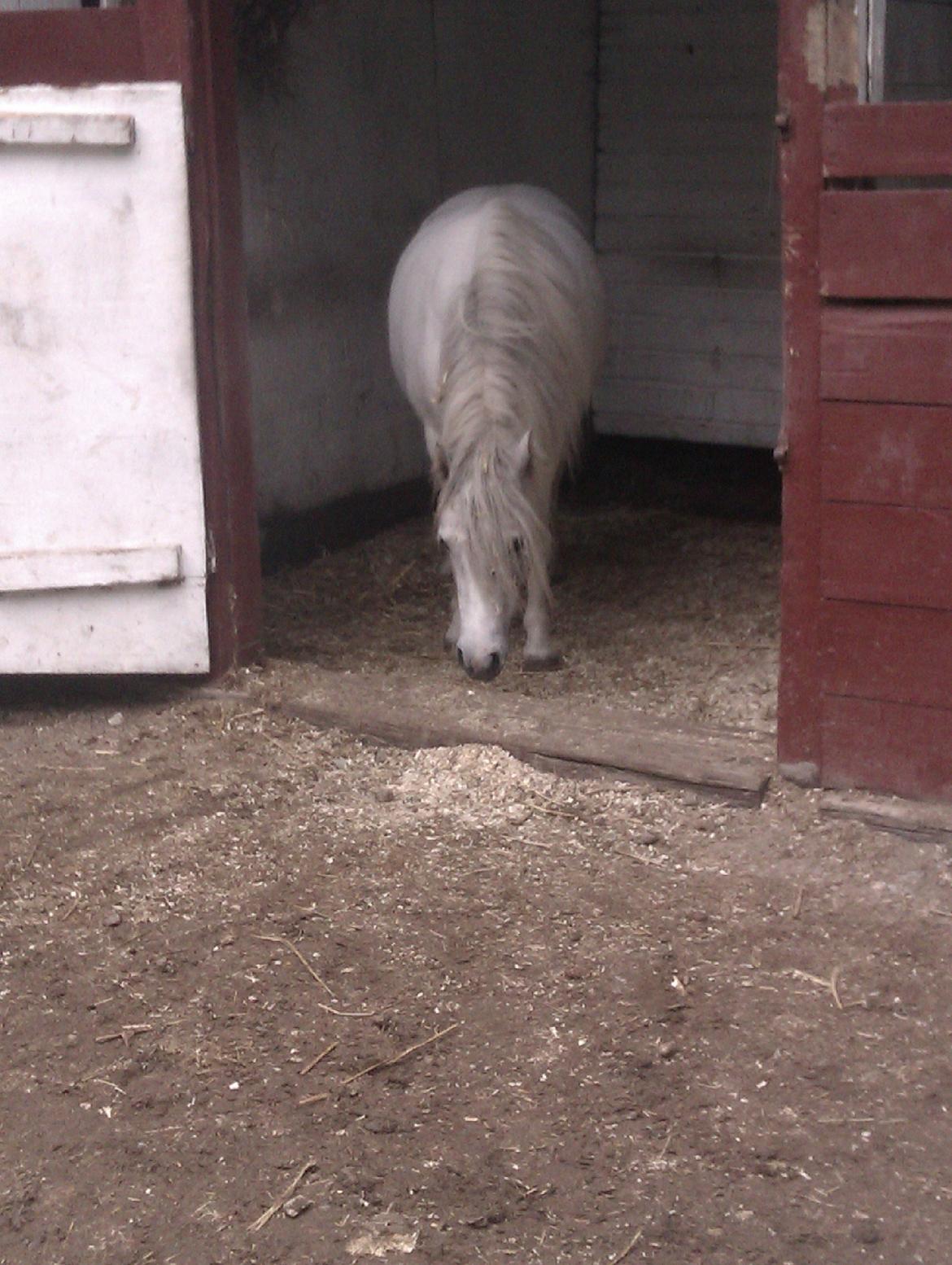 Anden særlig race Hvad med Grisling (Tidl. Passer :'( ) billede 4