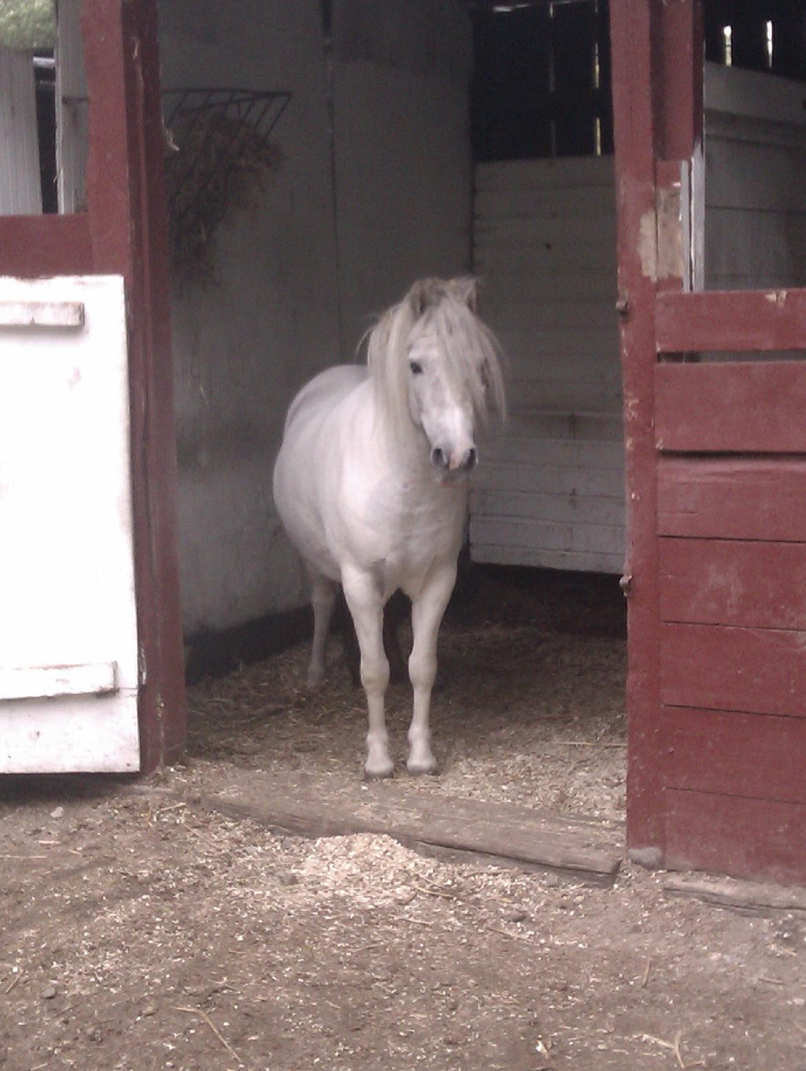 Anden særlig race Hvad med Grisling (Tidl. Passer :'( ) - Elsker bare det her billed ;D billede 5