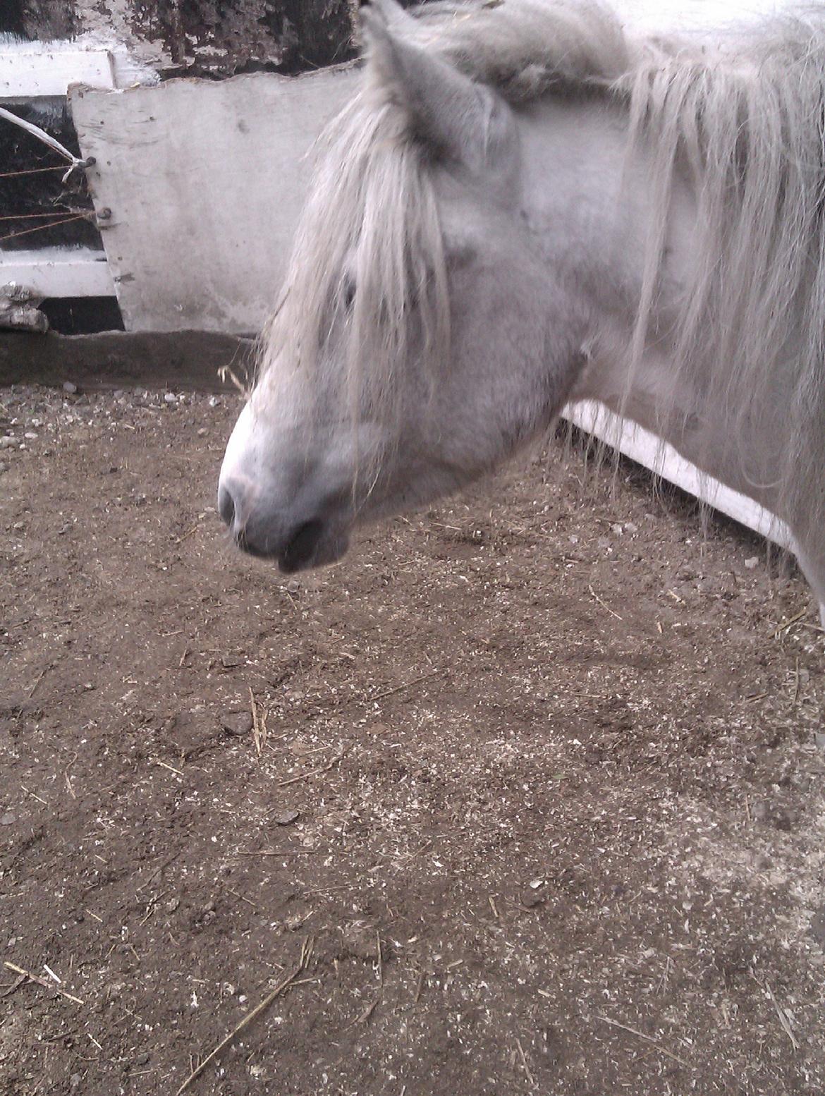 Anden særlig race Hvad med Grisling (Tidl. Passer :'( ) billede 6