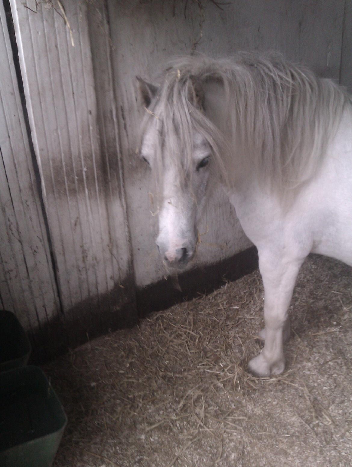 Anden særlig race Hvad med Grisling (Tidl. Passer :'( ) billede 7