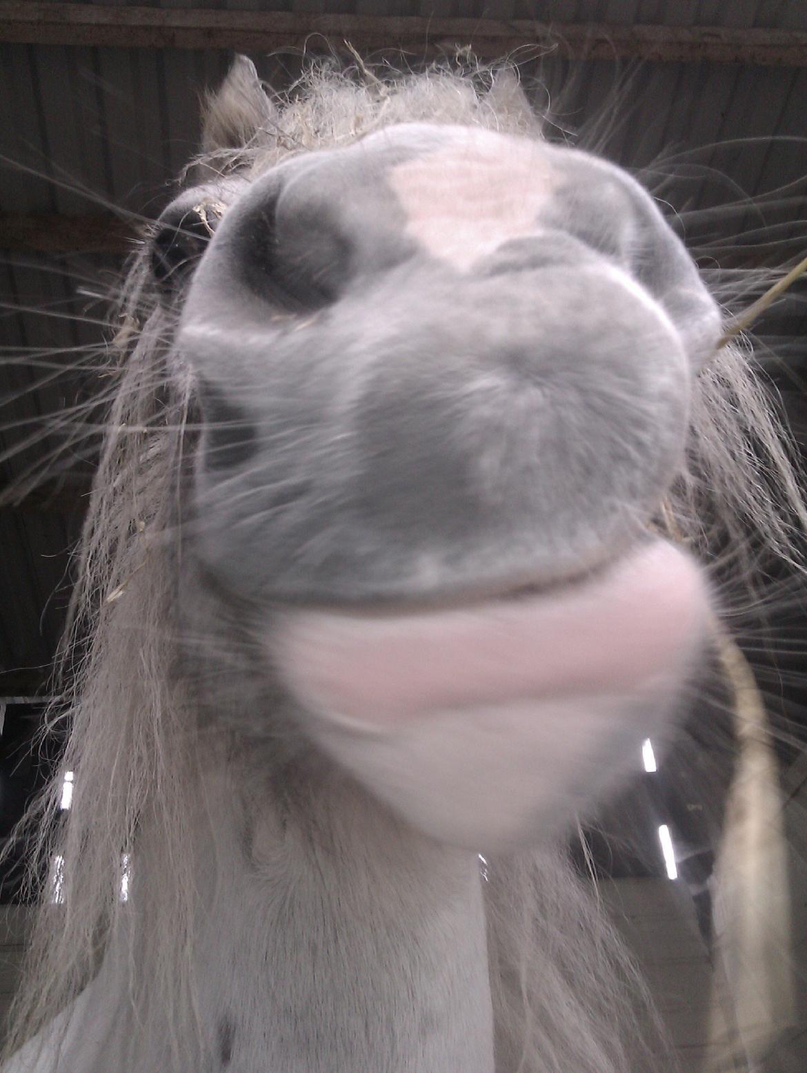 Anden særlig race Hvad med Grisling (Tidl. Passer :'( ) - Smuk Mule, Haah? billede 8