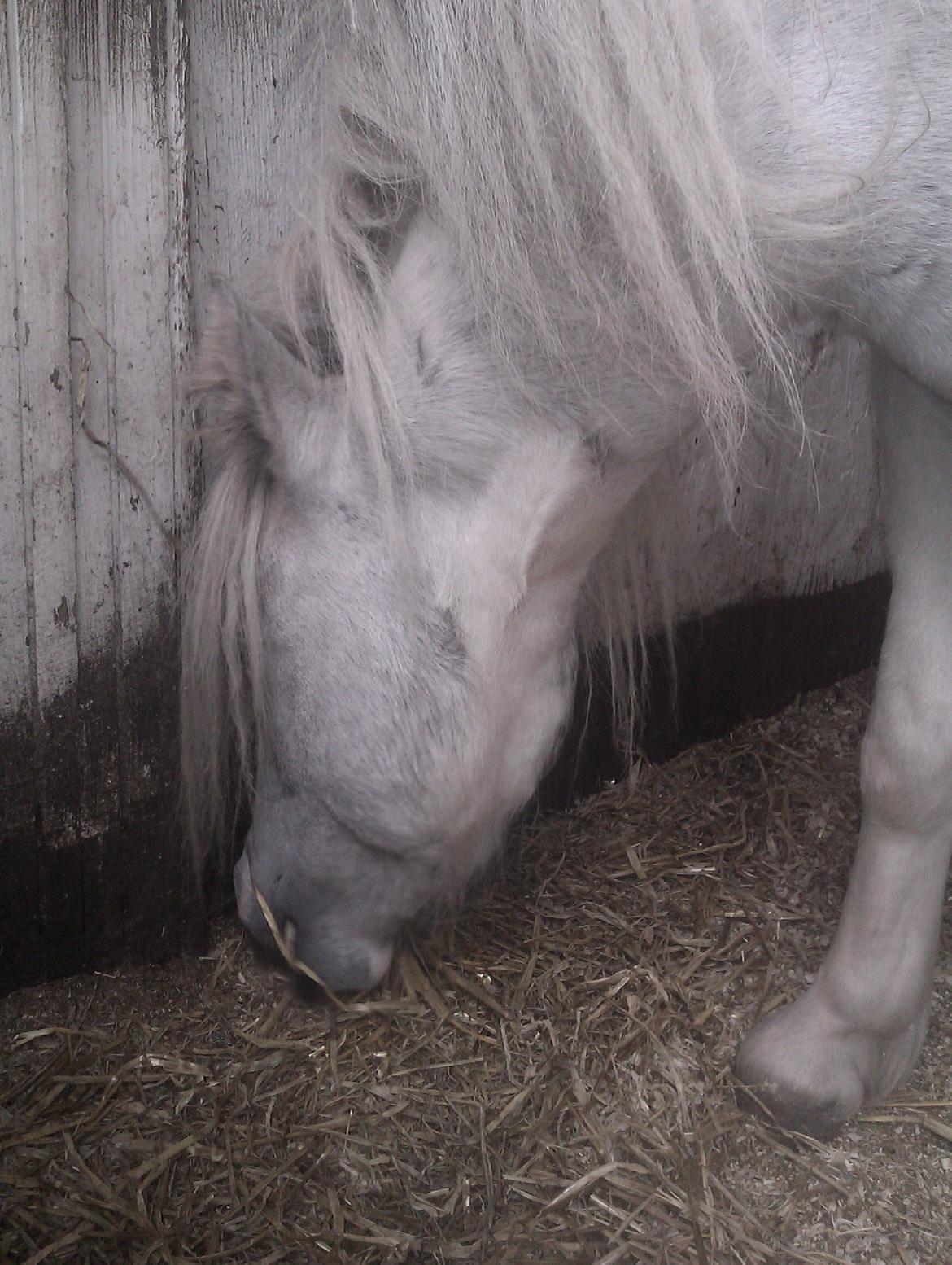 Anden særlig race Hvad med Grisling (Tidl. Passer :'( ) billede 9