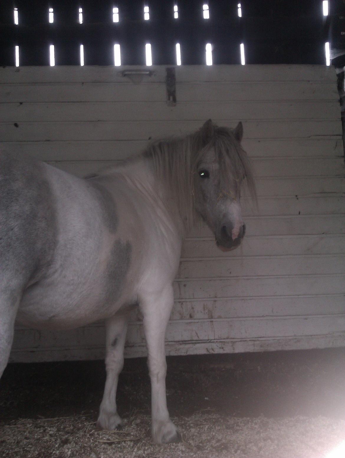 Anden særlig race Hvad med Grisling (Tidl. Passer :'( ) billede 10