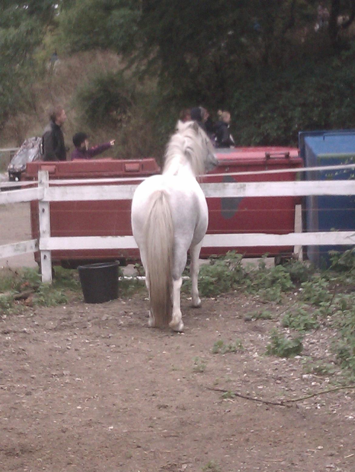 Anden særlig race Hvad med Grisling (Tidl. Passer :'( ) billede 11