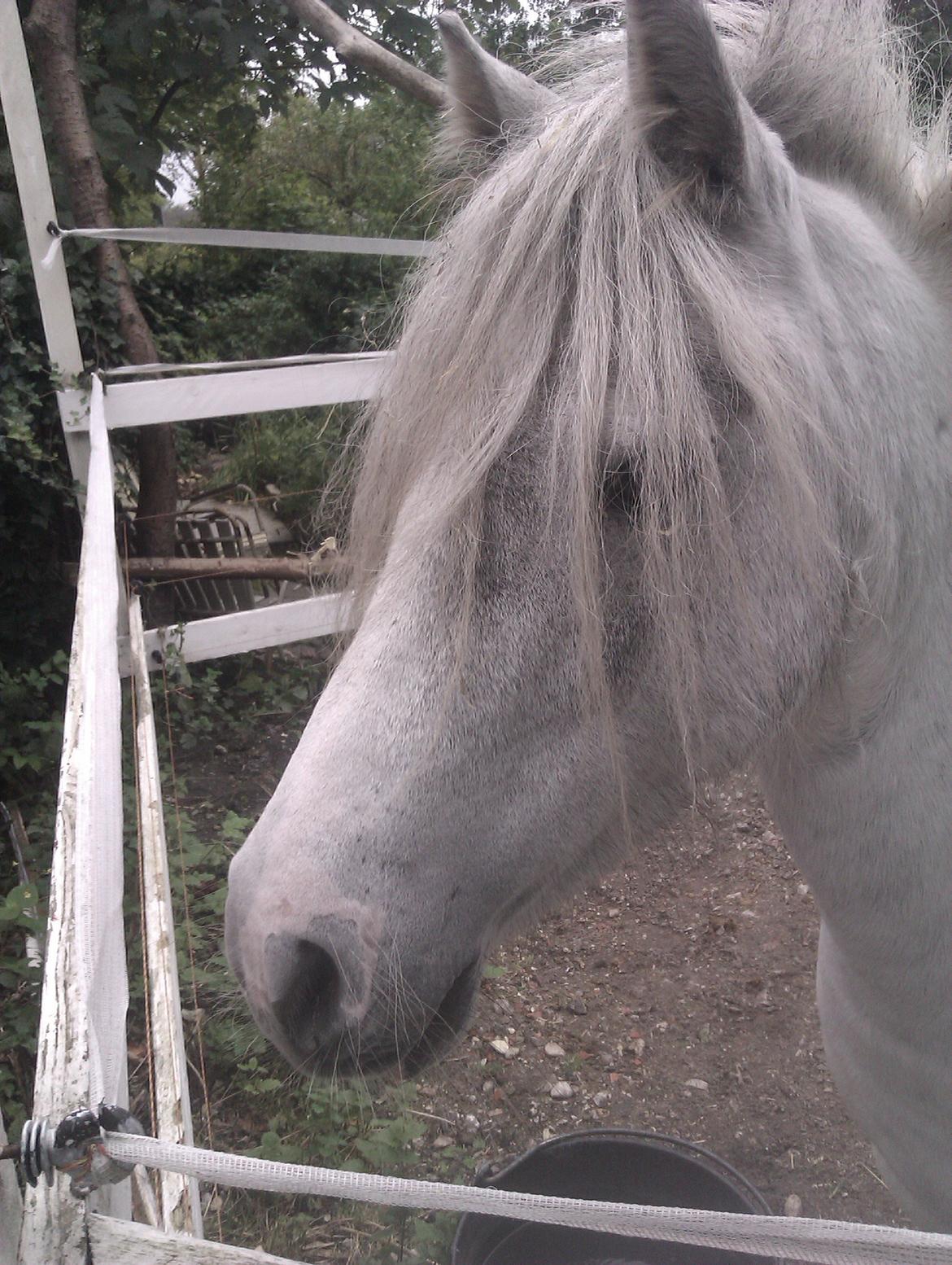 Anden særlig race Hvad med Grisling (Tidl. Passer :'( ) billede 12