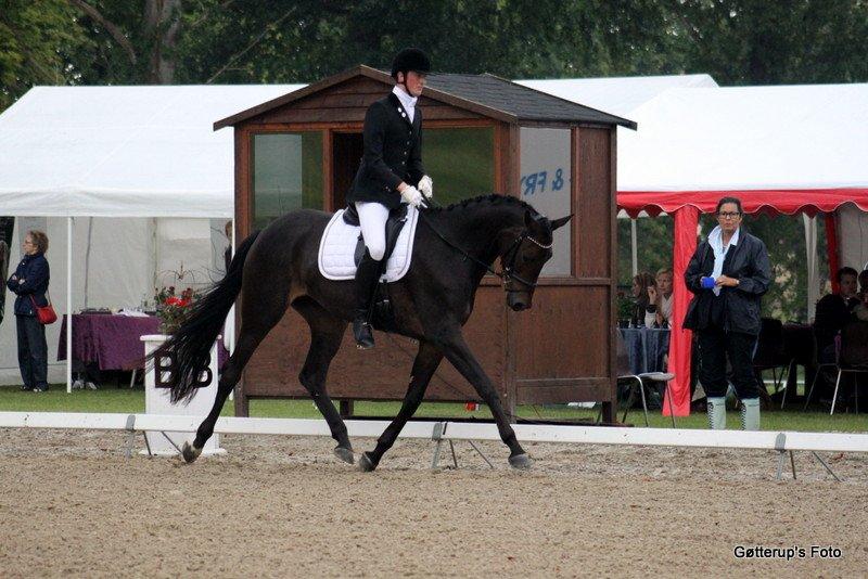 Trakehner Atlina - Foto: Gøtterup's foto
Billederne må ikke bruges uden tilladelse. billede 13