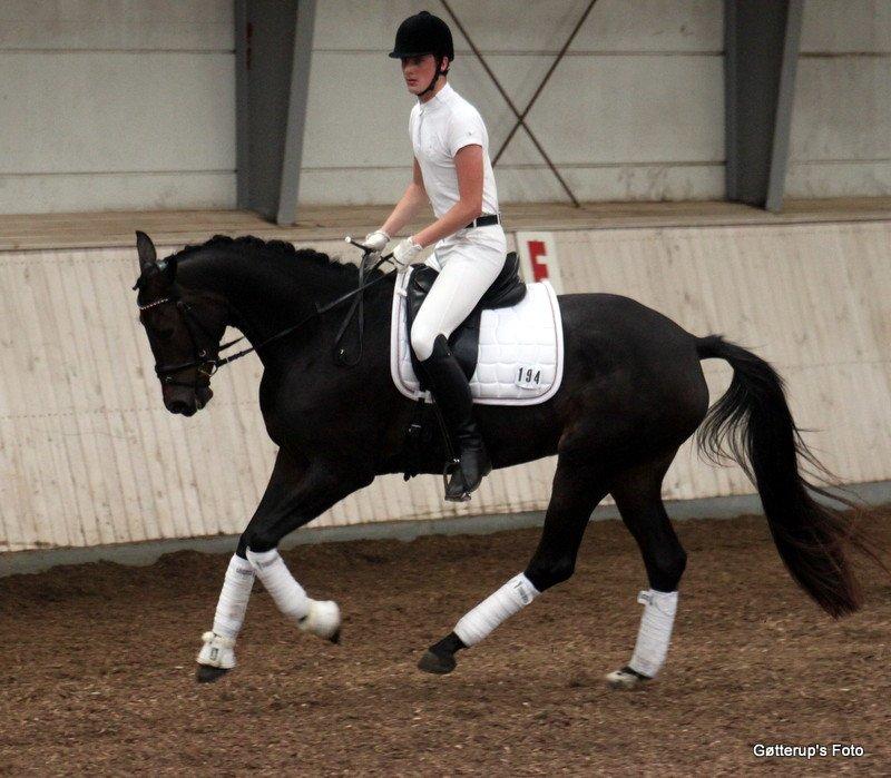 Trakehner Atlina - Foto: Gøtterup's foto
Billederne må ikke bruges uden tilladelse. billede 14