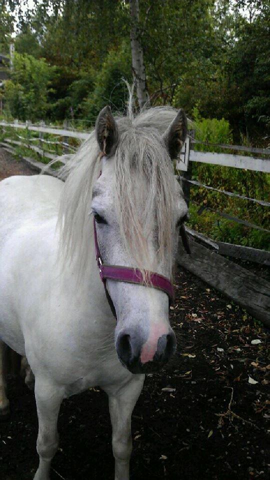 Anden særlig race Hvad med Grisling (Tidl. Passer :'( ) billede 15