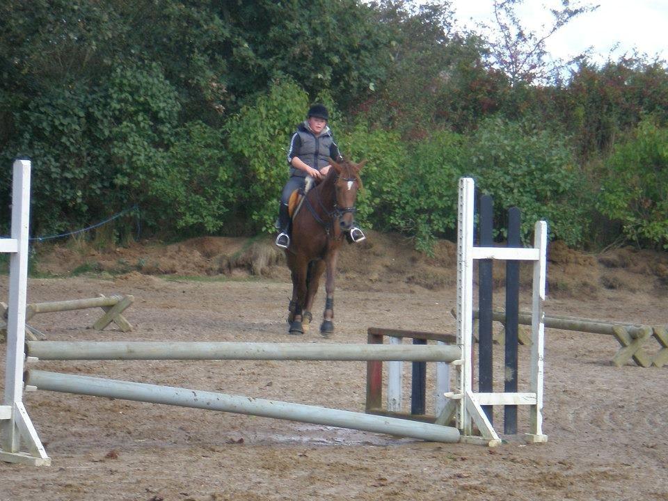 Dansk Varmblod Shipira billede 3