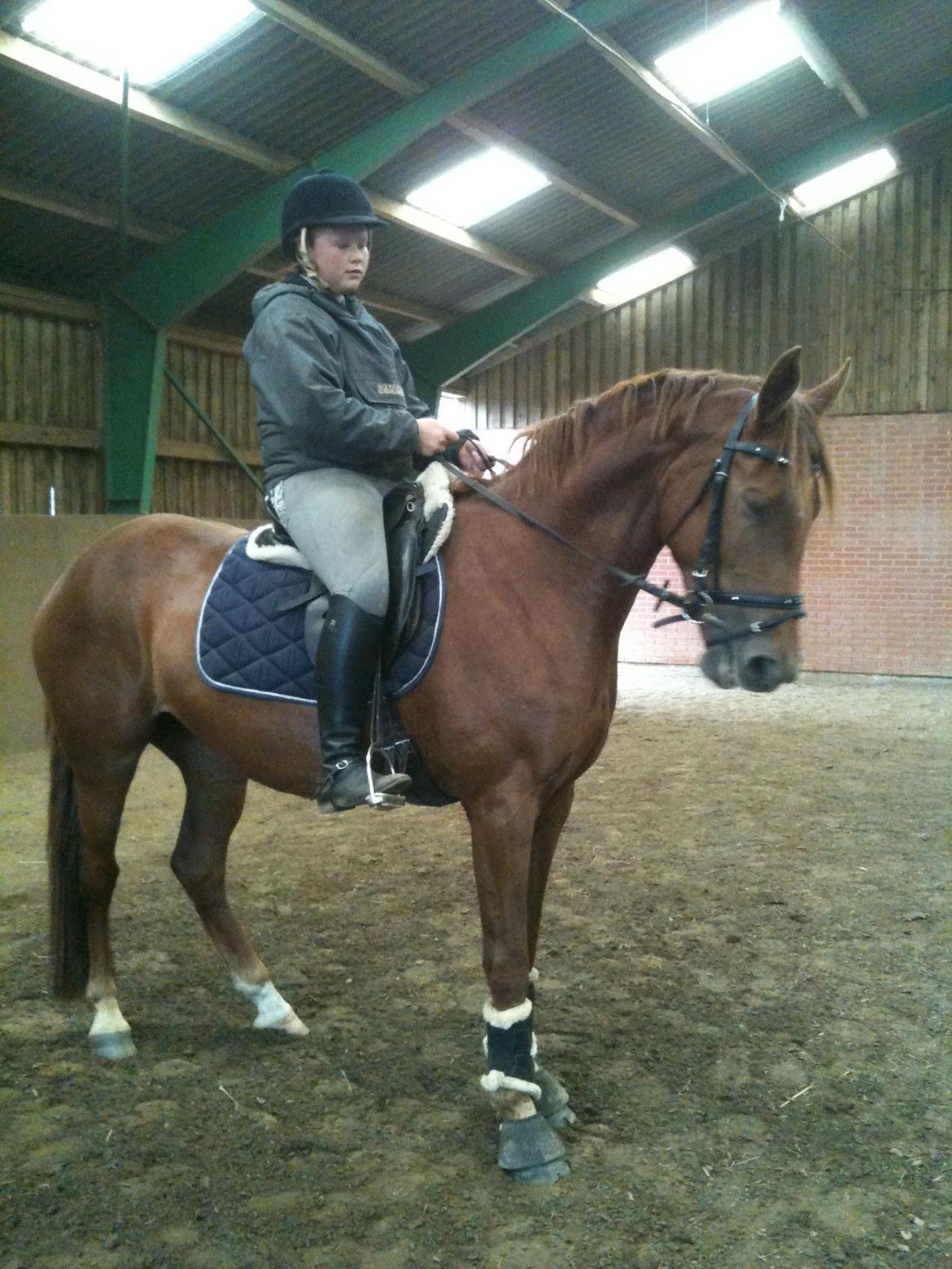 Dansk Varmblod Shipira billede 10