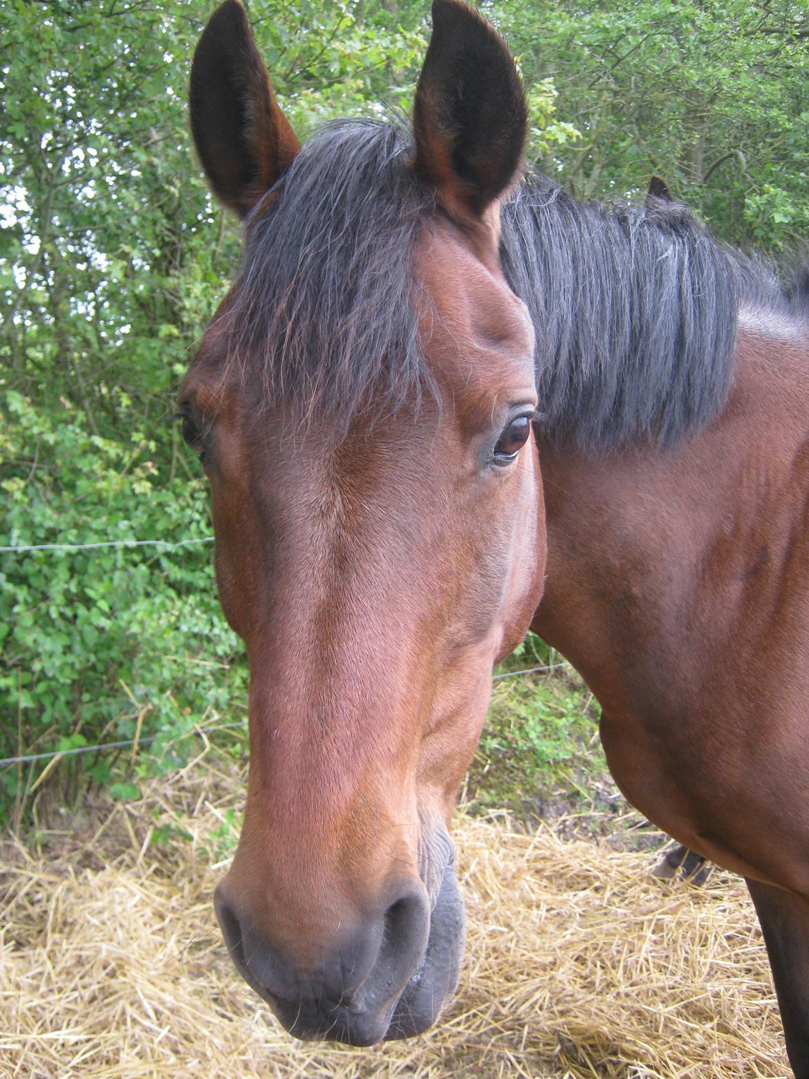 New Forest ''Salshøjs Tinto''   billede 7