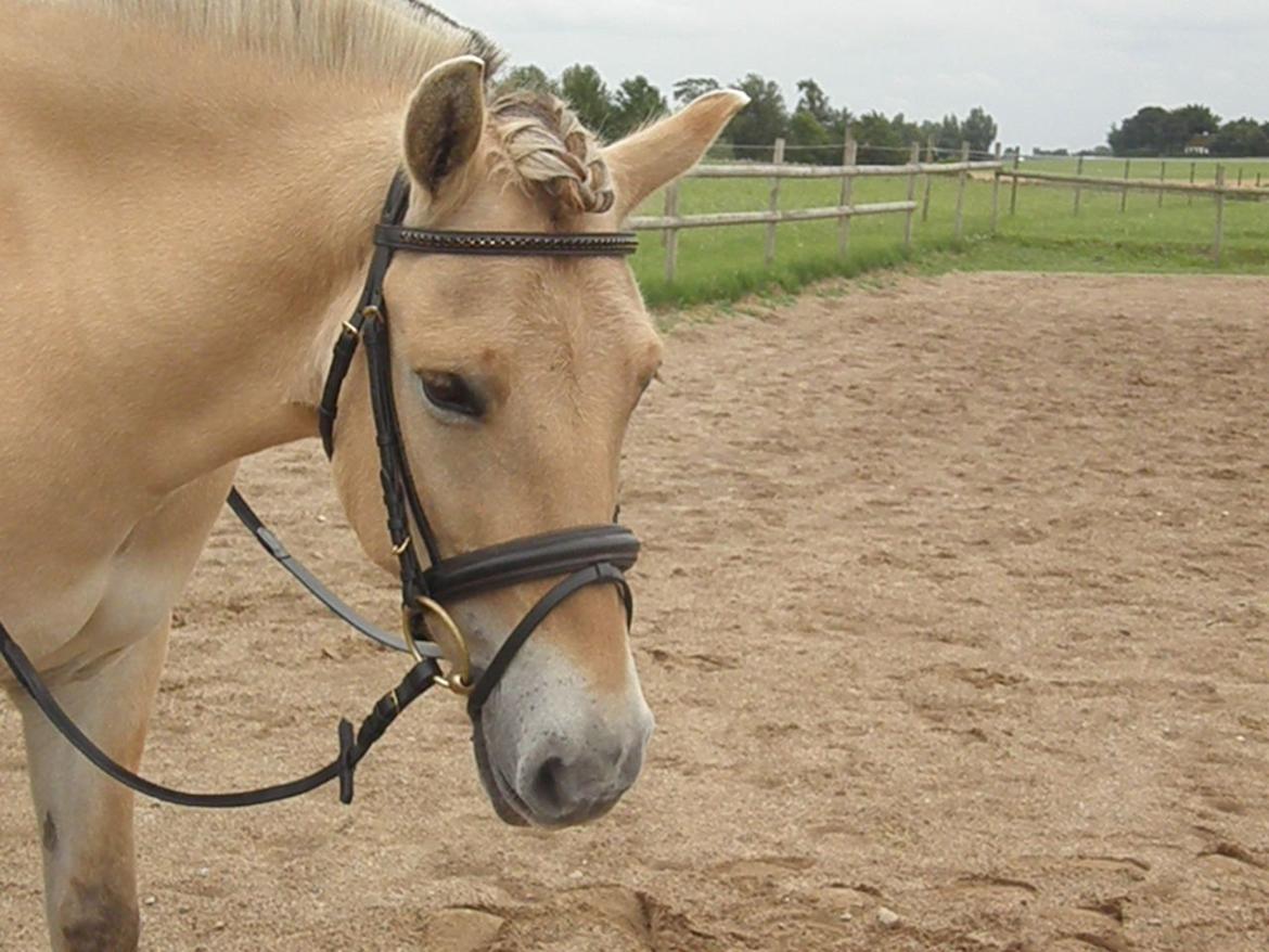 Fjordhest Stald Valhallas Thrym billede 1