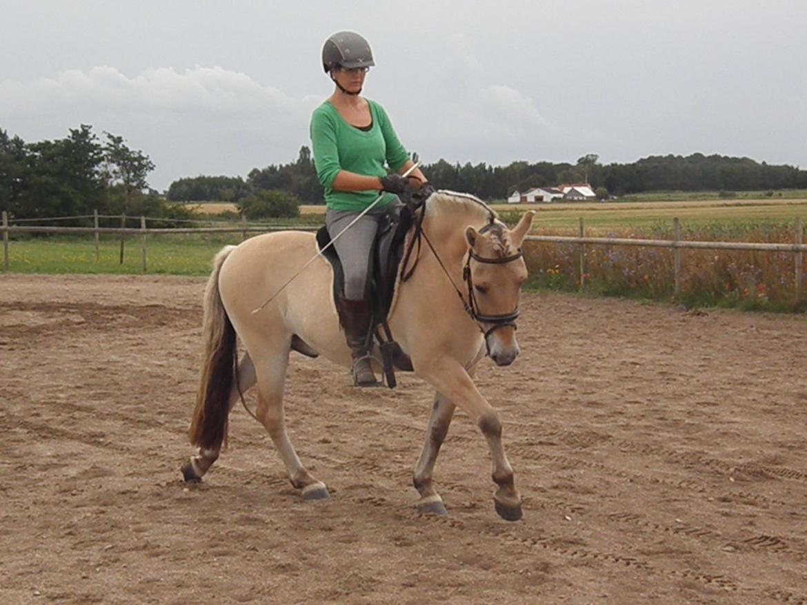 Fjordhest Stald Valhallas Thrym billede 6