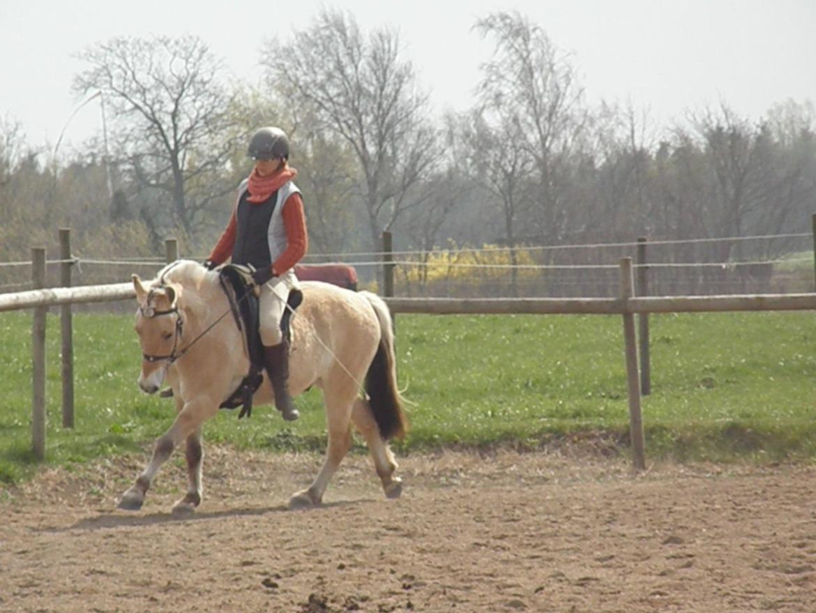 Fjordhest Stald Valhallas Thrym billede 7