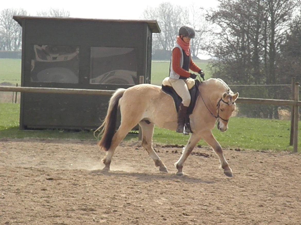 Fjordhest Stald Valhallas Thrym billede 8