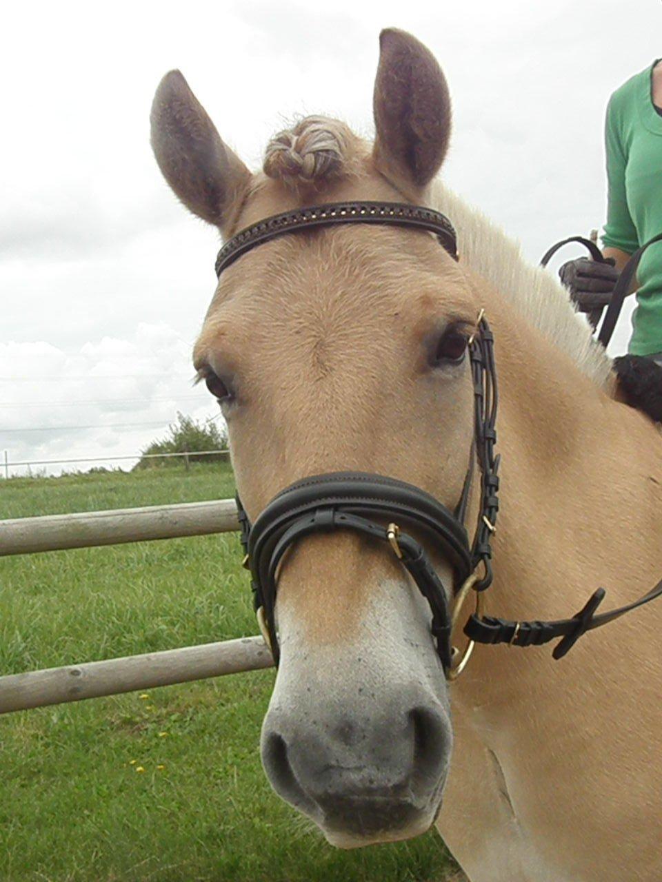 Fjordhest Stald Valhallas Thrym billede 9